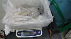 渋い中もキロアップGET！白浜見草でのヤエ…