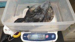 白浜の地磯でエギング　アオリ700g