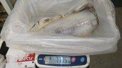 堺漁港グラウンド横 エギングで1775gのアオリイカ