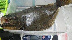 白浜地磯の青物ねらいでまさかの初ヒラメGET！