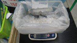 白浜見草地磯　ヤエンでアオリイカ3バイの釣果