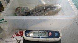 みなべ堺堤防にてヤエンで良型アオリイカ