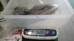 みなべ堺堤防にてヤエンで良型アオリイカ