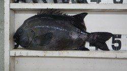 市江沖磯で底物釣り！石鯛48〜37cm