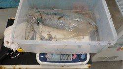 堺漁港、デイエギングでアオリがヒット！