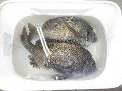 天神崎のオキアミフカセで良型チヌの釣果