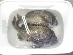 天神崎のオキアミフカセで良型チヌの釣果