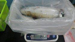 白浜見草でヤエン、1140ｇまで４杯のアオリイカ計2.9ｋ