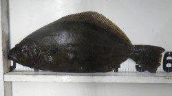 白浜地磯の青物ねらいでまさかの初ヒラメGET！