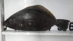 白浜地磯の青物ねらいでまさかの初ヒラメGE…