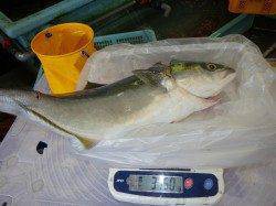 芳養堤防にてのませ釣りでメジロGET！