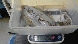 すさみ漁港で少年がヤエン釣り〜大きなイカで楽しかった！