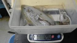 すさみ漁港で少年がヤエン釣り〜大きなイカで…