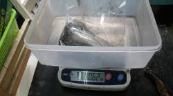 白浜地磯でアオリイカ、エギングでの釣果です…