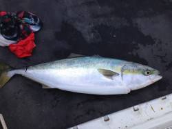 みなべ川の河口のジャリ浜からメジロ釣れまし…