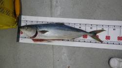 日置の地磯にてルアーでメジロ5本！