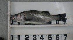 椿の地磯にてルアー釣り☆ヒラスズキ71cm！