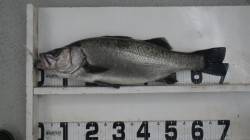 椿の地磯にてルアー釣り☆ヒラスズキ71cm…