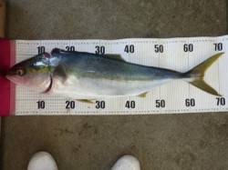 芳養堤防にてのませ釣りでメジロGET！