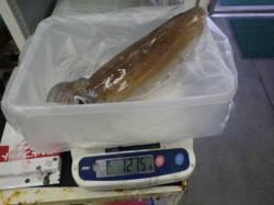 みなべ鹿島にてヤエンでのアオリイカ釣果