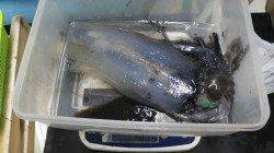 エギングでもキロアップのアオリイカ☆白浜町見草