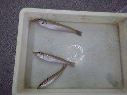 埴田漁港　ちょい投げでキスの釣果