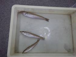 埴田漁港　ちょい投げでキスの釣果