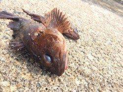 須磨　落とし込みでガシラ・メバル・アブラメ