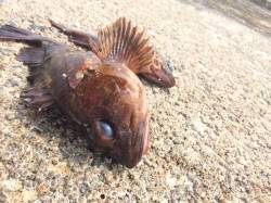 須磨　落とし込みでガシラ・メバル・アブラメ…