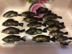 フロートリグでアタリ連発！須磨でメバリング