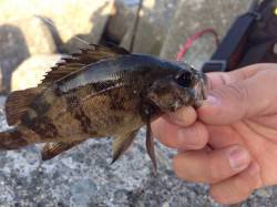 岸和田周辺デイメバリング、海藻の隙間を狙い…