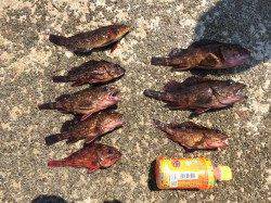 須磨にて投げで念願のカレイ☆ガシラ・アイナメは安定の釣果