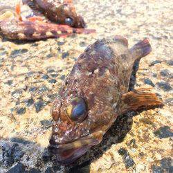 須磨の投げ釣り&落とし込みでガシラ・カレイ・アイナメ