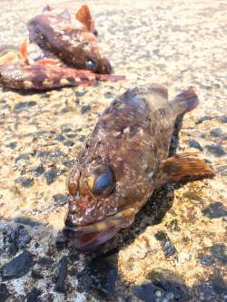 須磨の投げ釣り&落とし込みでガシラ…