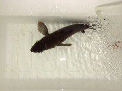 りんくうでのメバリング釣果