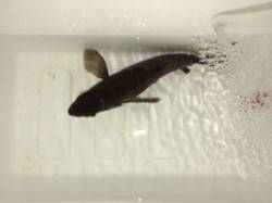 りんくうでのメバリング釣果