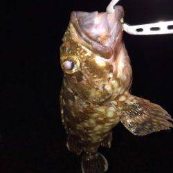 岸和田のボトムワインドでガシラの釣果