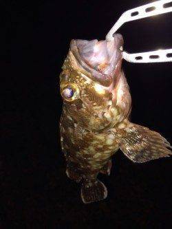 岸和田のボトムワインドでガシラの釣果