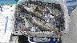アオリイカ7ハイ計8.03kg〜すさみでのヤエン釣果