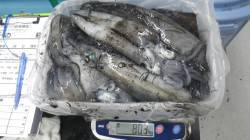 アオリイカ7ハイ計8.03kg〜すさみでの…