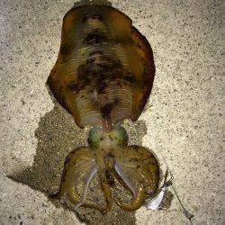 すさみ漁港　夜釣りのヤエンでアオリイカ1.1kg