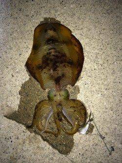 すさみ漁港　夜釣りのヤエンでアオリイカ1.1kg