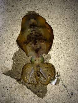 すさみ漁港　夜釣りのヤエンでアオリイカ1.…