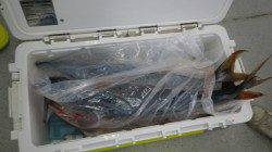 日置の地磯にてルアーでメジロ5本！