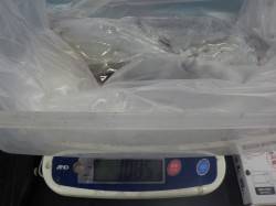 元島にてヤエン釣り〜アオリイカ1085g&…