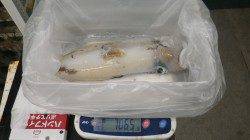 田辺天神崎にてエギング、アオリイカ1065g