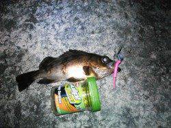 雑賀崎周辺をランガンしてメバリング