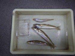 堺堤防でお子様が投げ釣り　エサは石ゴカイです