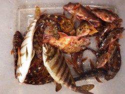 天神崎にてお子様のガシラ釣果