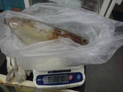 椿見草のブリマ地磯でアオリイカ2210g・…